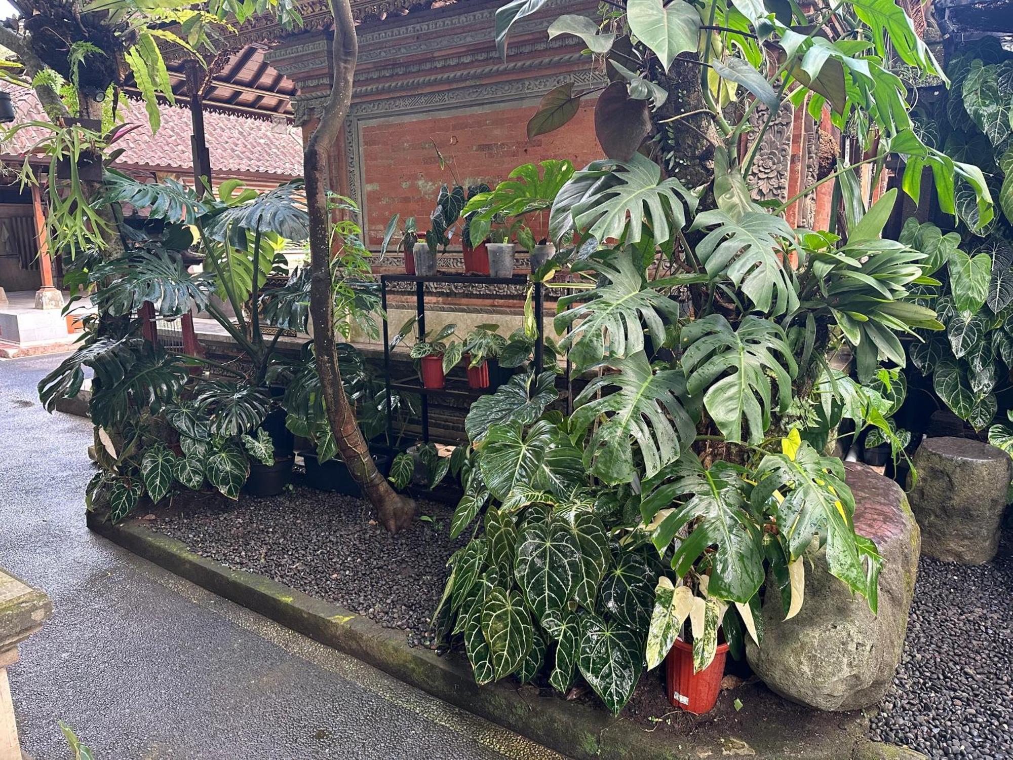 Naeera Guest House Убуд Экстерьер фото
